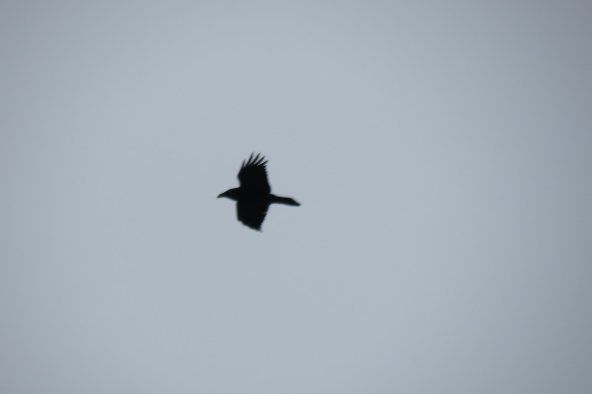 Common Raven - ML644744830