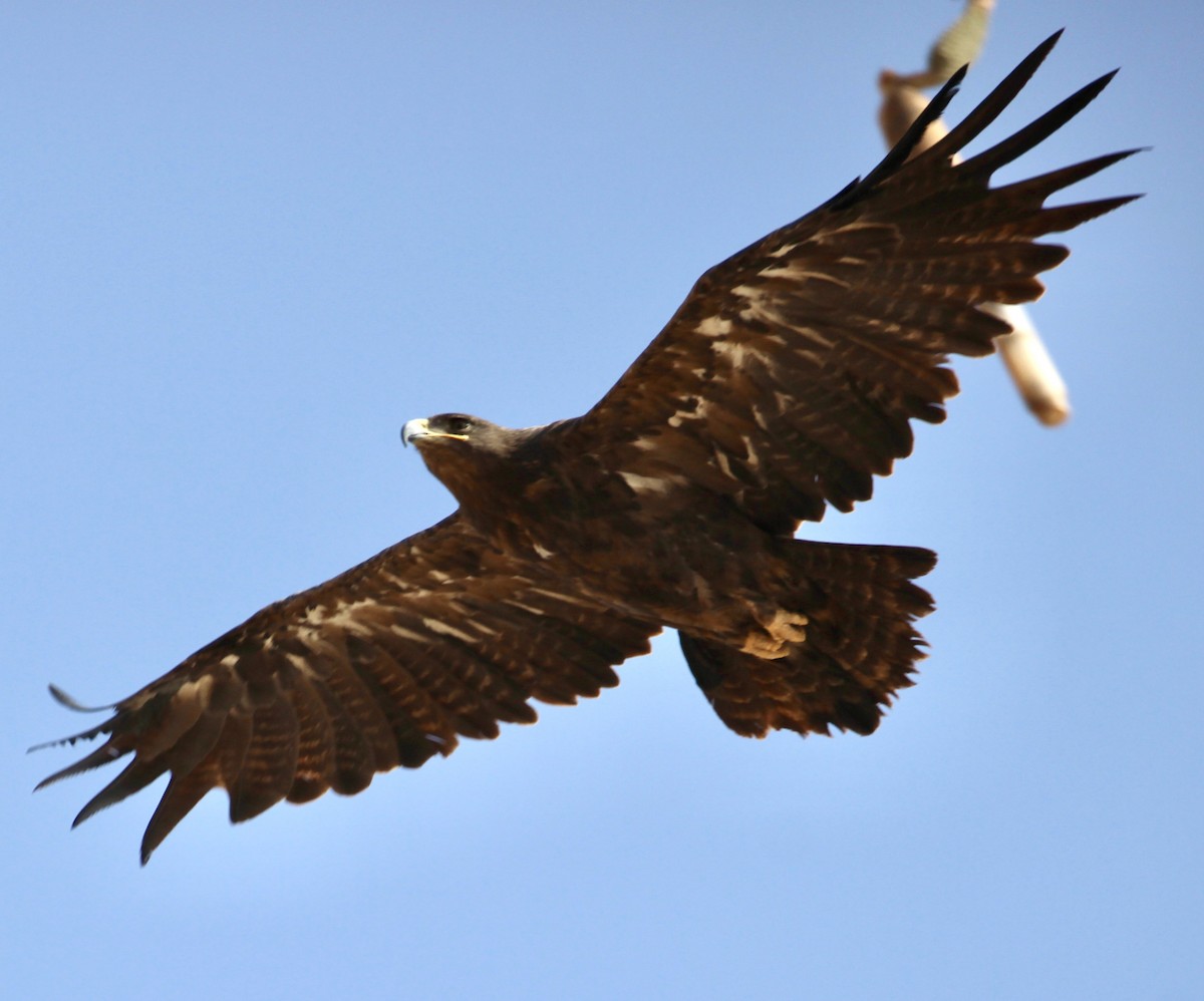 Steppe Eagle - ML644744831