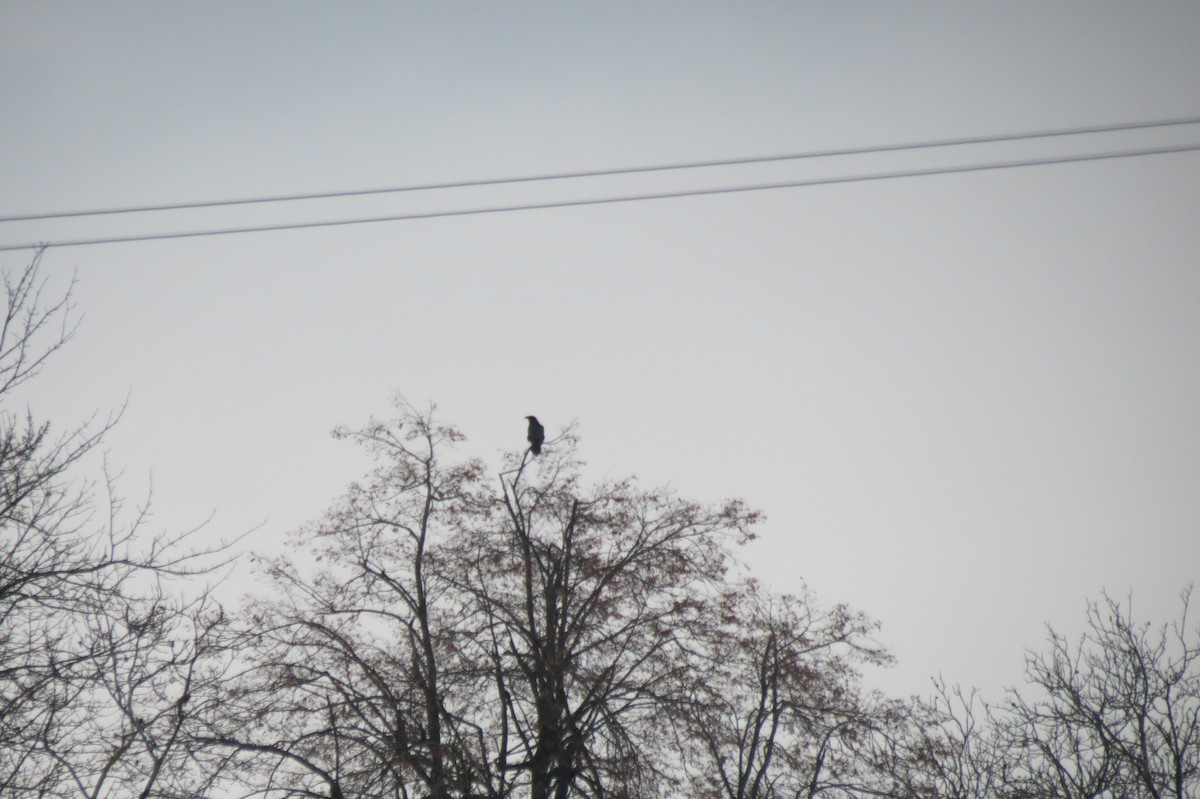 Common Raven - ML644744832