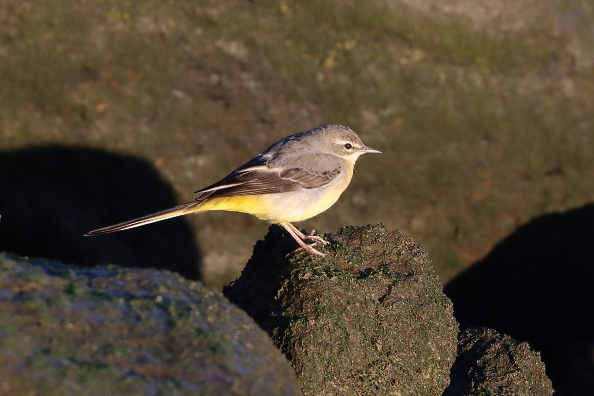 Gray Wagtail - ML644744833