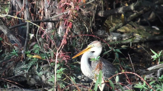 紫鷺 - ML644744834