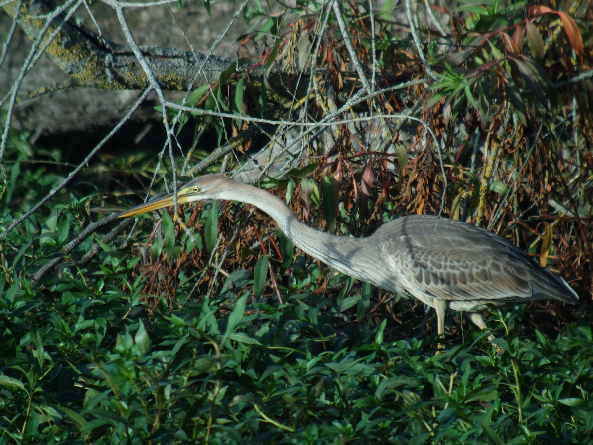 紫鷺 - ML644744839