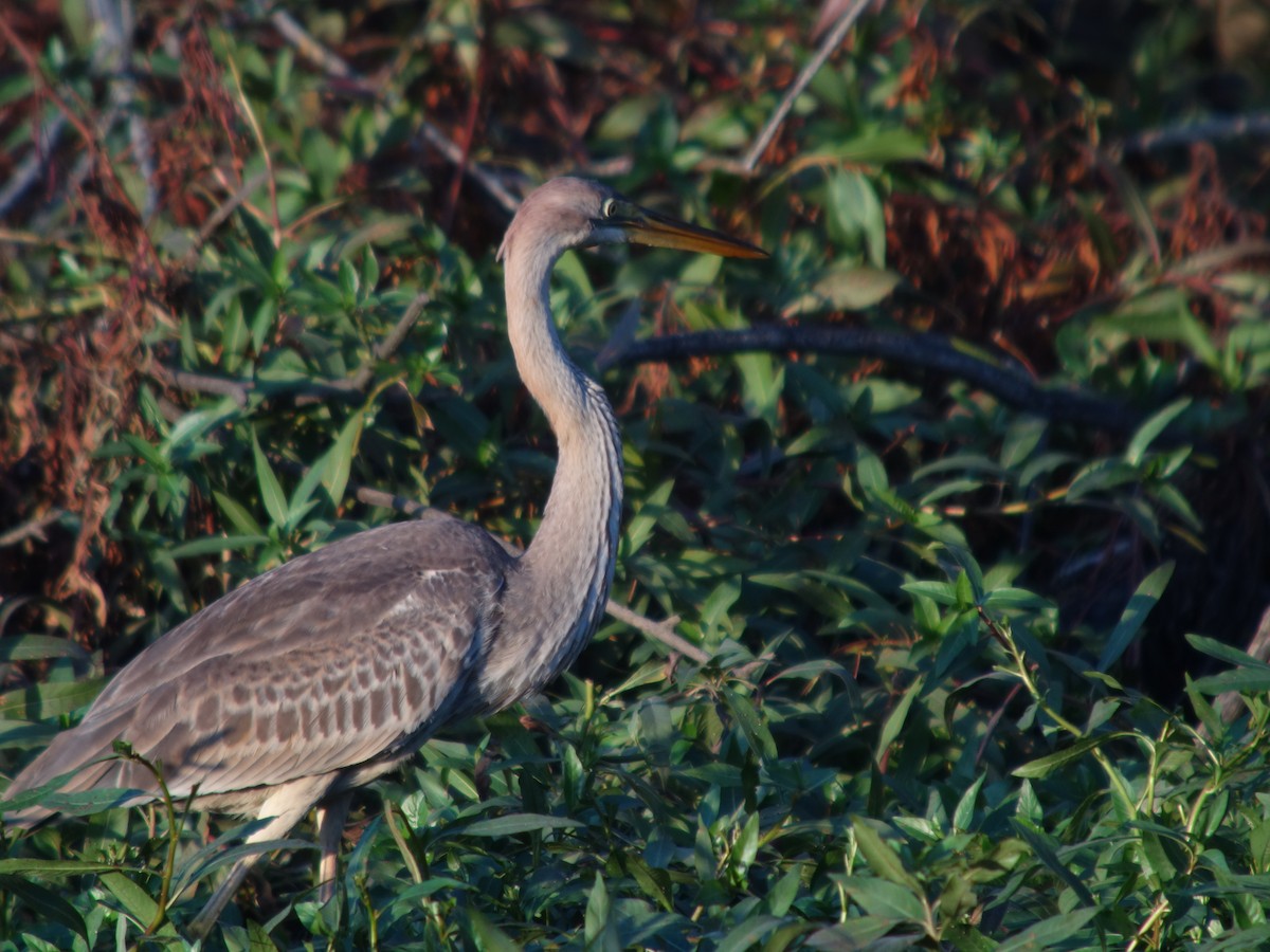 紫鷺 - ML644744840