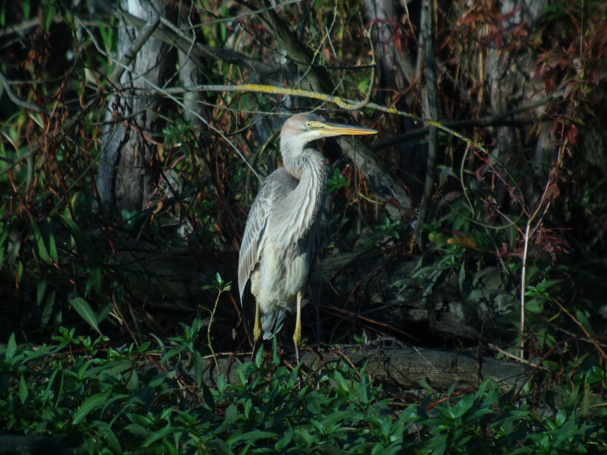 紫鷺 - ML644744841