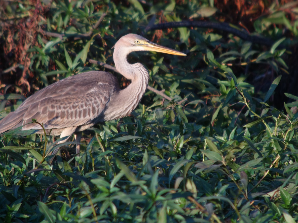 紫鷺 - ML644744842