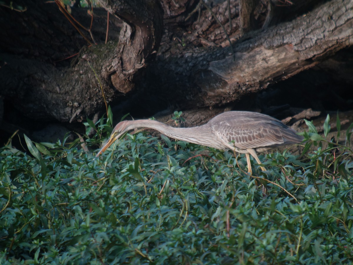 紫鷺 - ML644744843