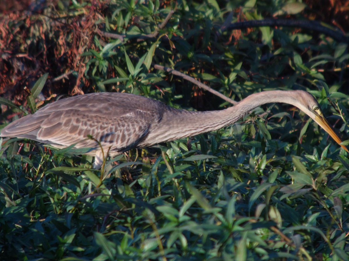 紫鷺 - ML644744844