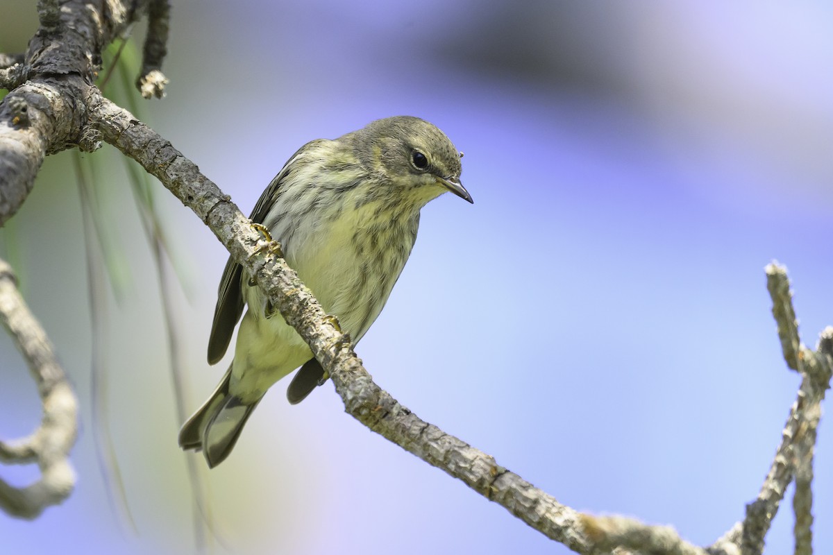 ホオアカアメリカムシクイ - ML644744849