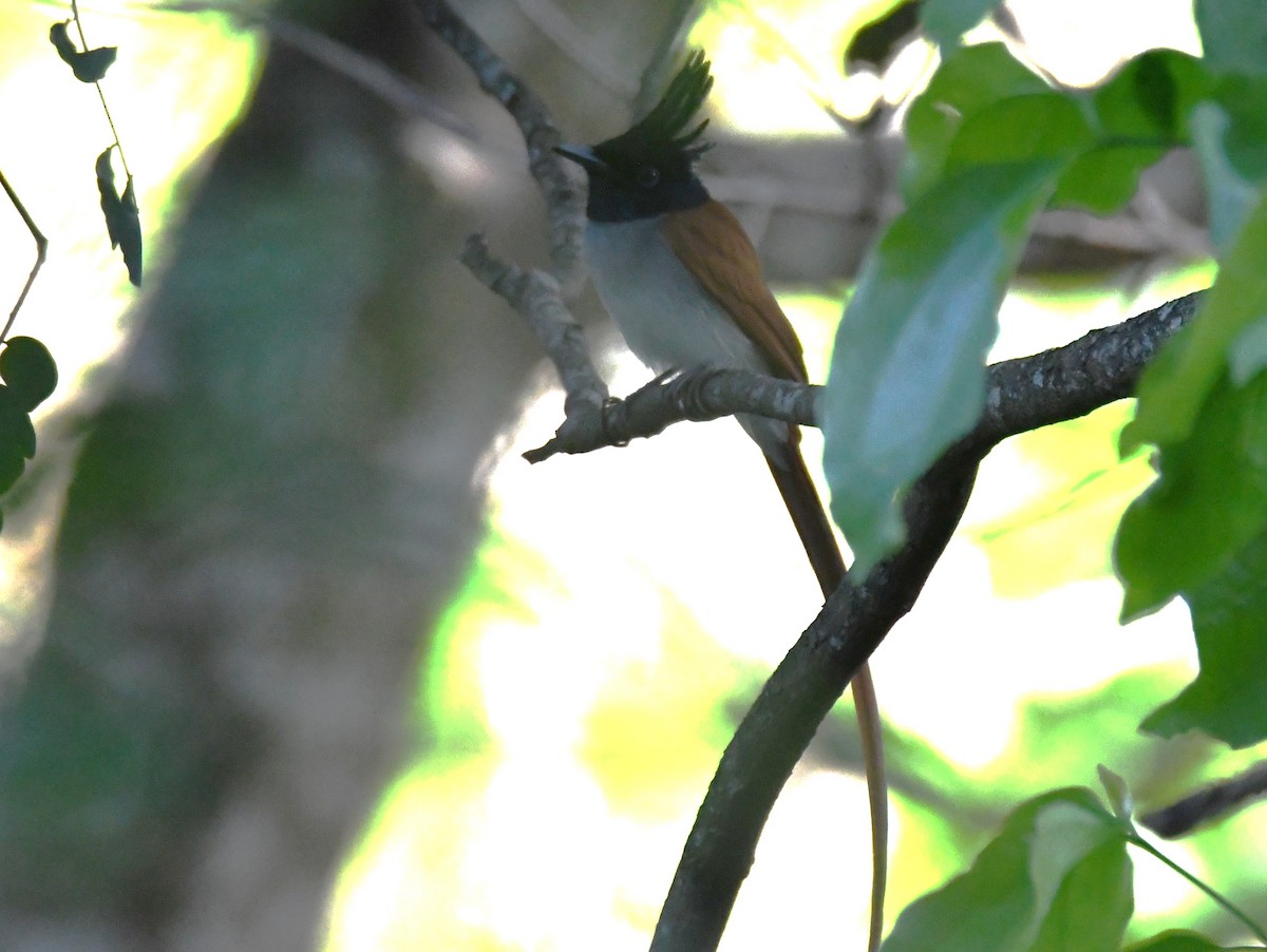 Indian Paradise-Flycatcher - ML644744851