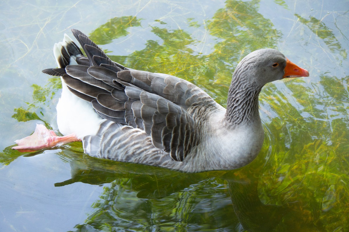 husa velká (domestikovaná) - ML644744860