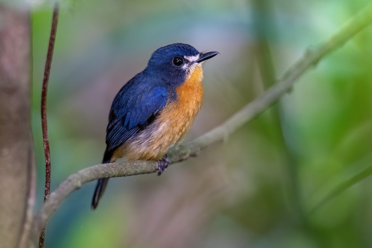 Mangrove Blue Flycatcher - ML644744861