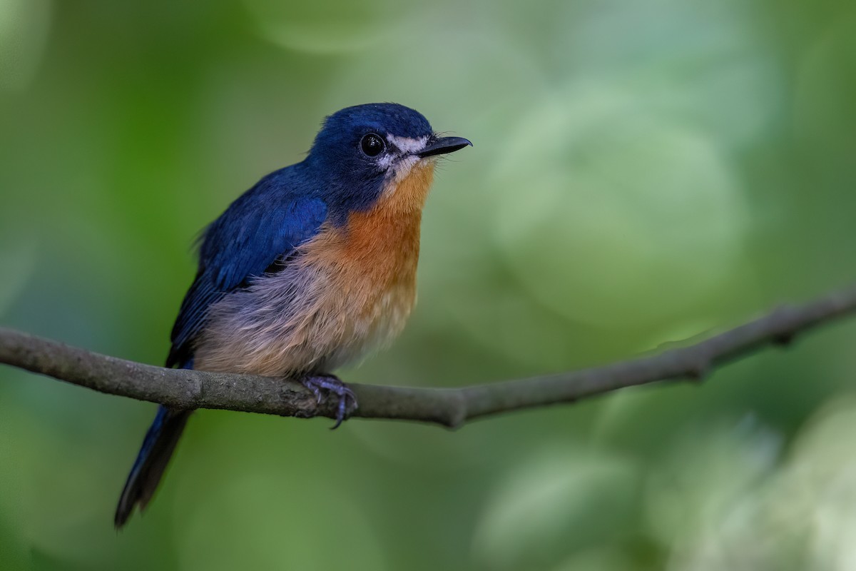 Mangrove Blue Flycatcher - ML644744863