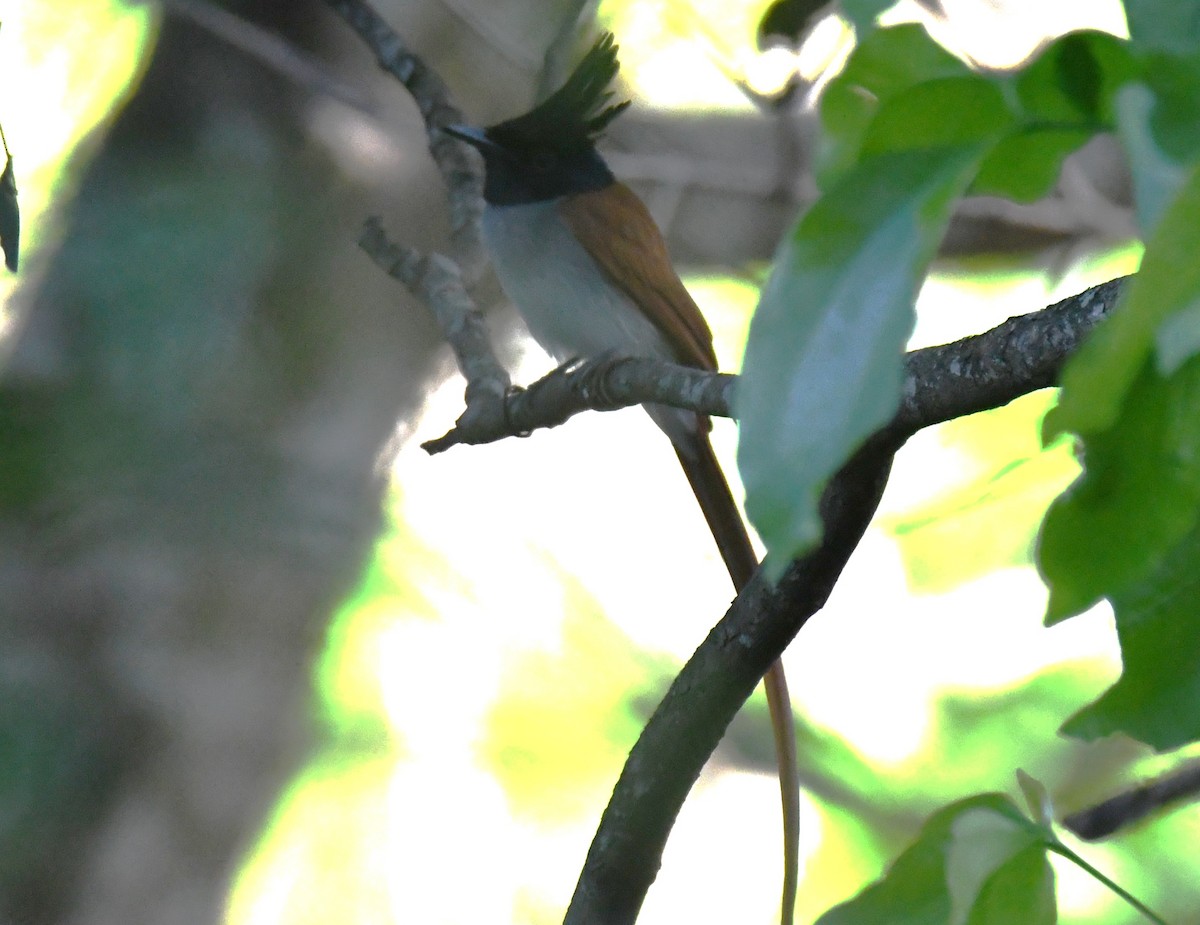 Indian Paradise-Flycatcher - ML644744865