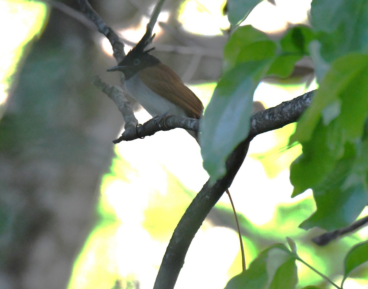 Indian Paradise-Flycatcher - ML644744867