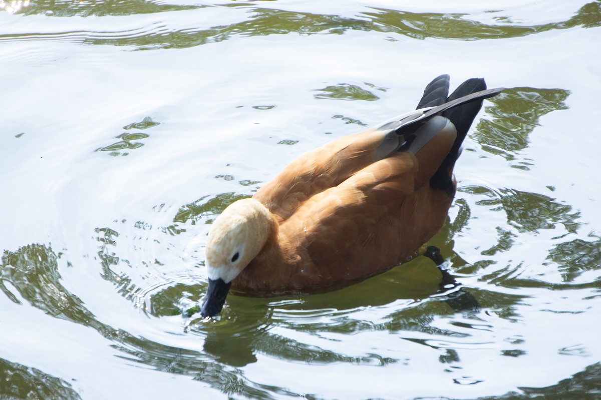 Ruddy Shelduck - ML644744869