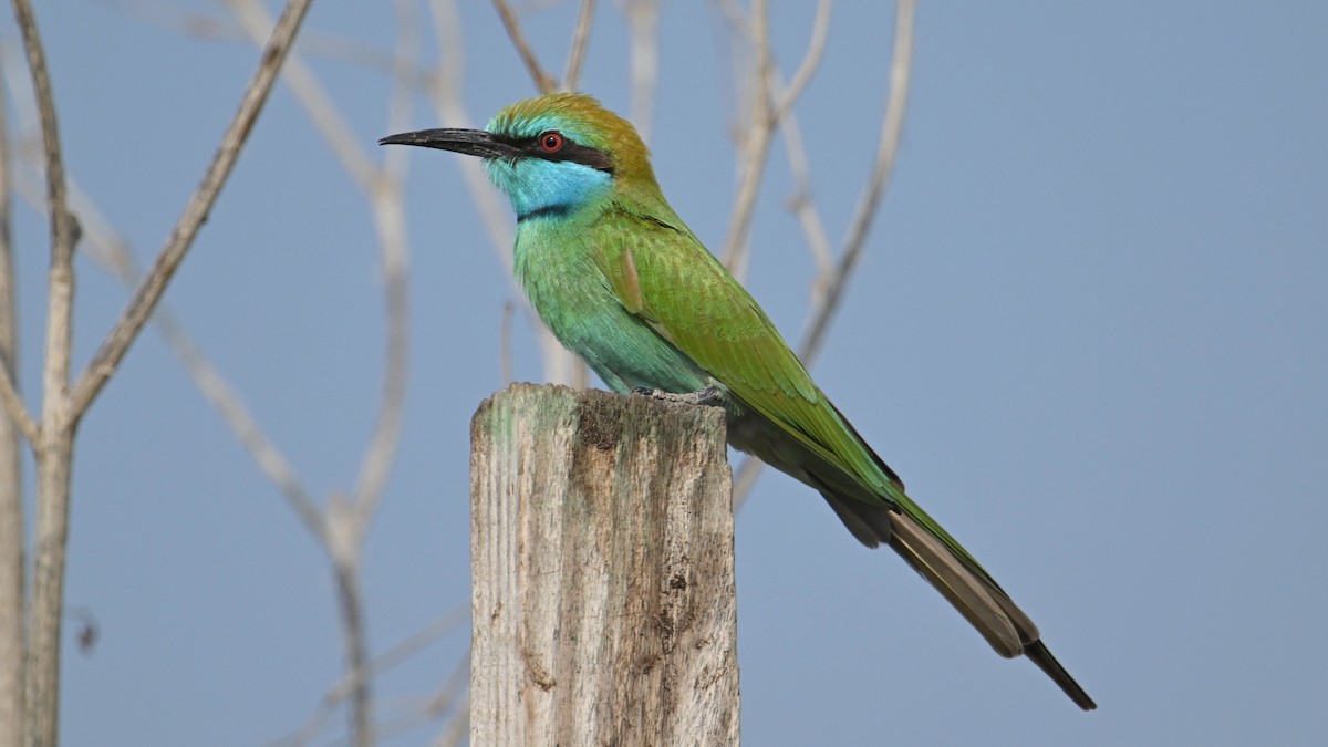 Erle-txori berde arabiarra - ML644744880