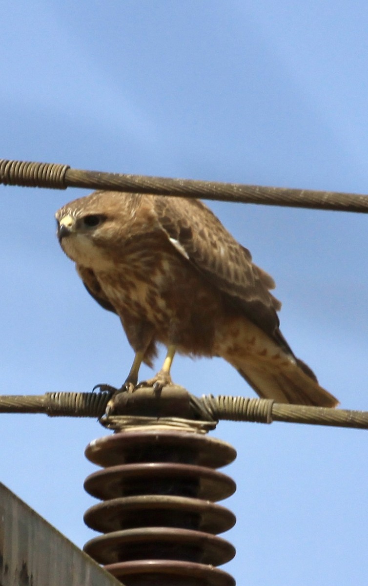 Курганник - ML644744885