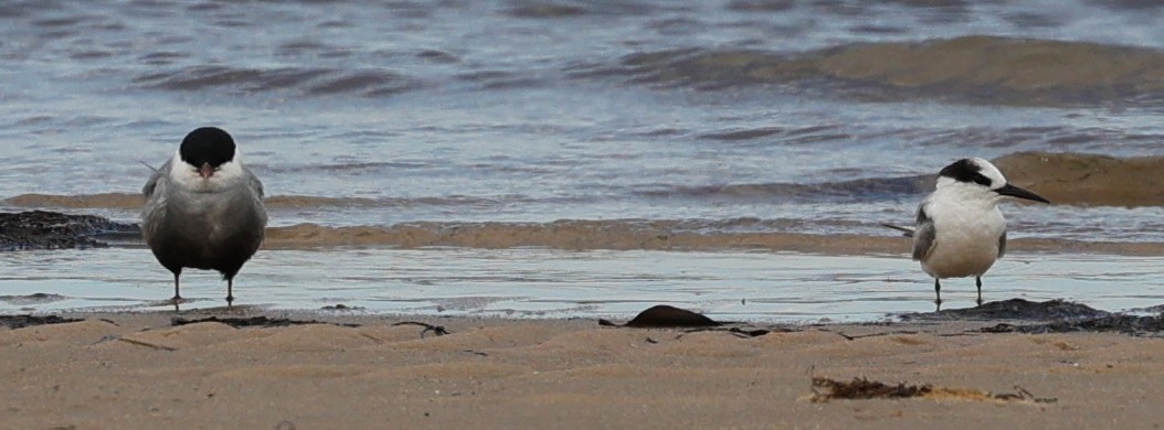 tern sp. - ML644744888