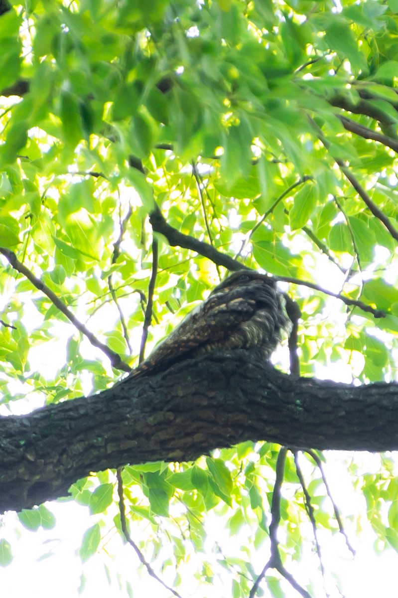 Gray Nightjar - ML644744889