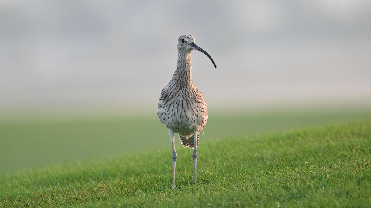חרמשון גדול - ML644744893