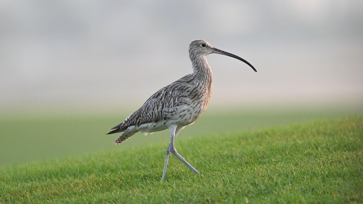 חרמשון גדול - ML644744896