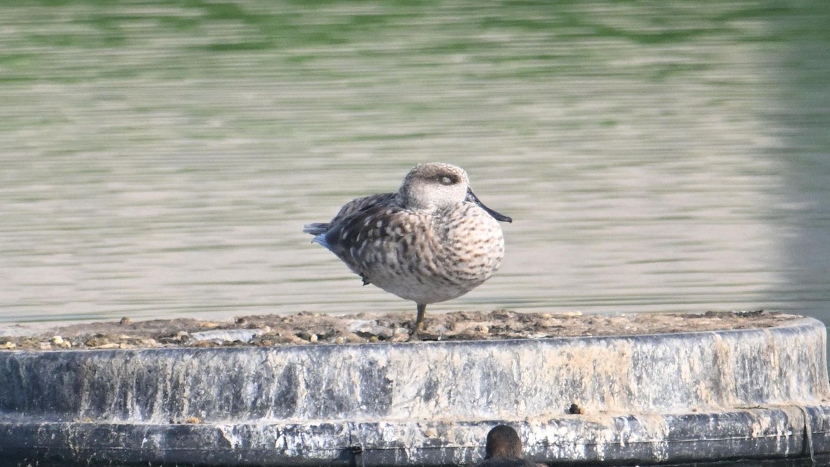 Marbled Duck - ML644744898