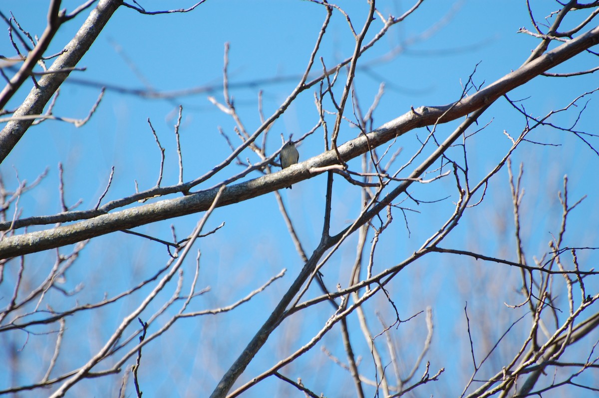 Ruby-crowned Kinglet - ML644744899