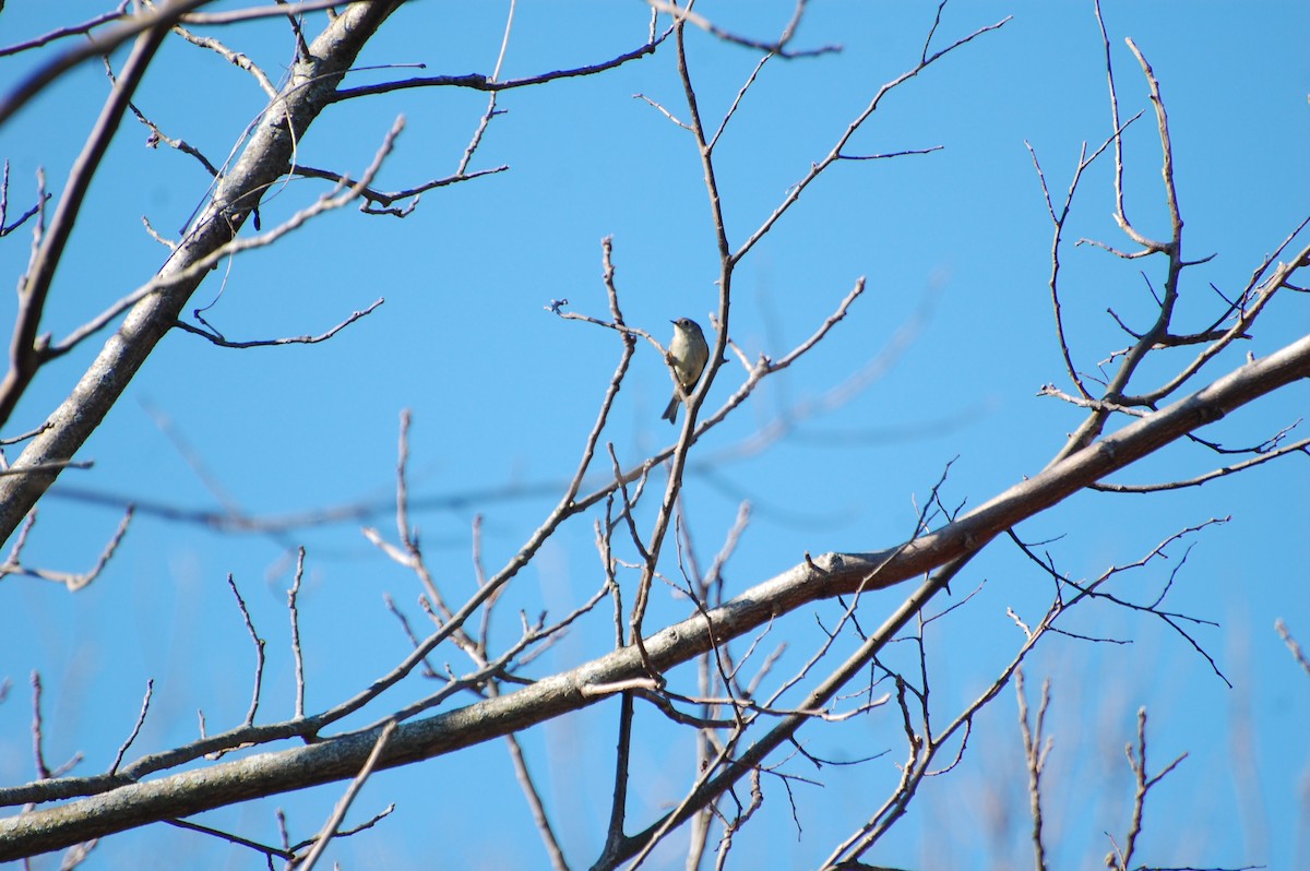 Ruby-crowned Kinglet - ML644744900