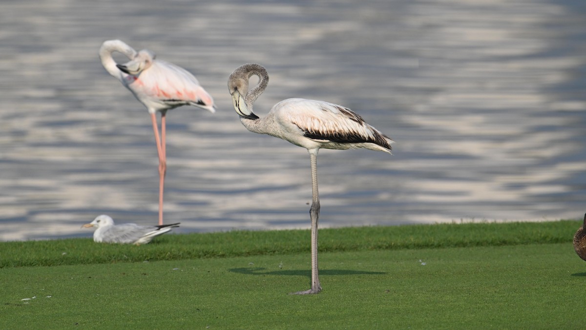 Flamant rose - ML644744901