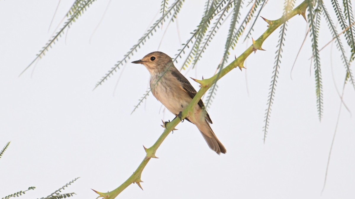Spotted Flycatcher - ML644744904