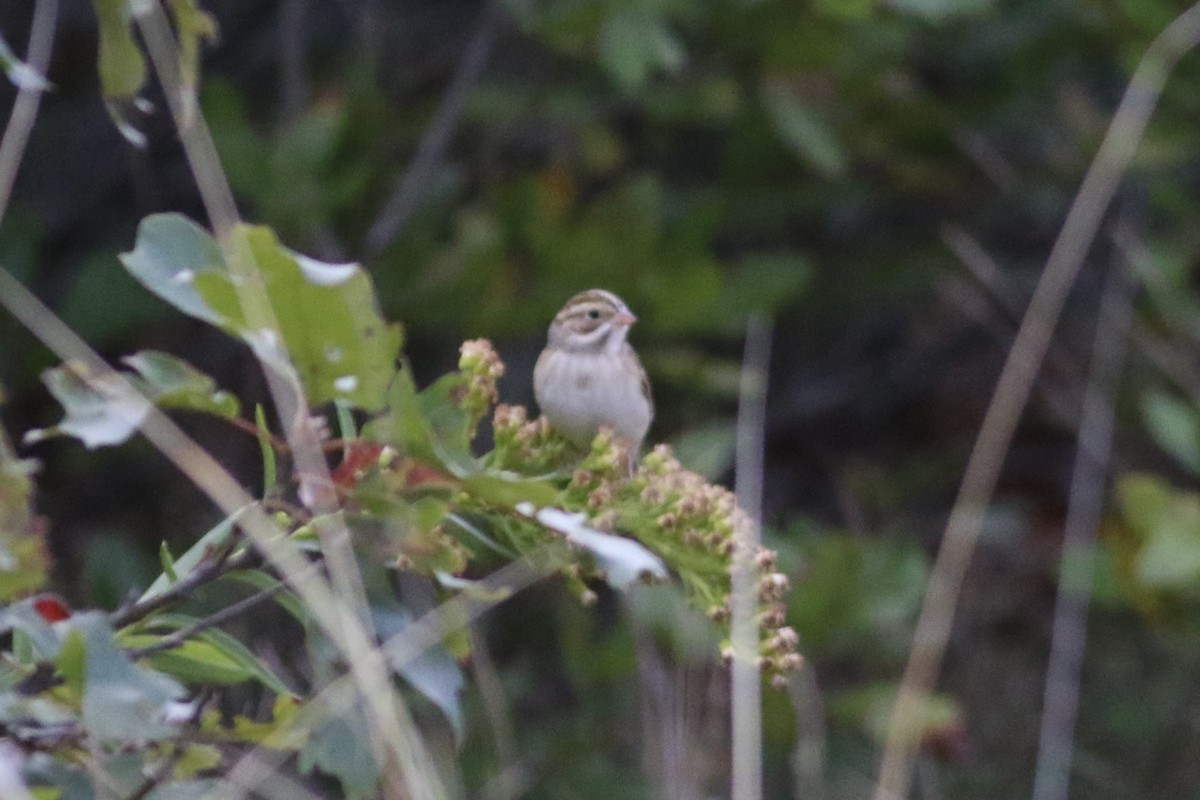 Bruant des plaines - ML644744914