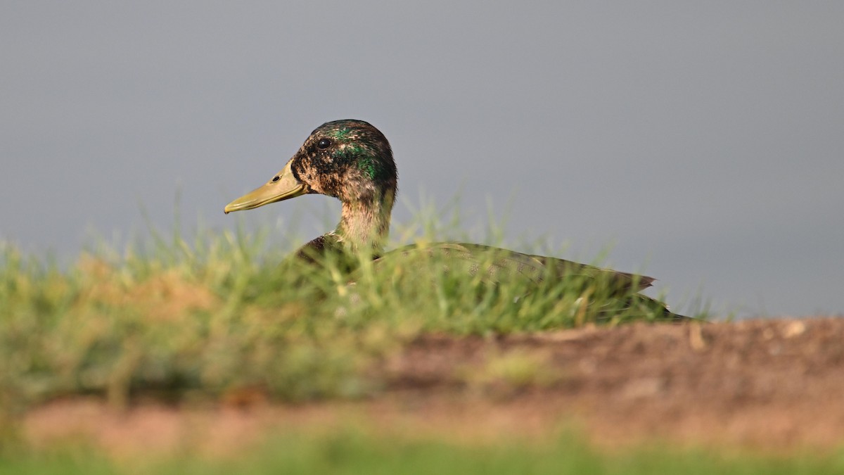 Canard colvert - ML644744915