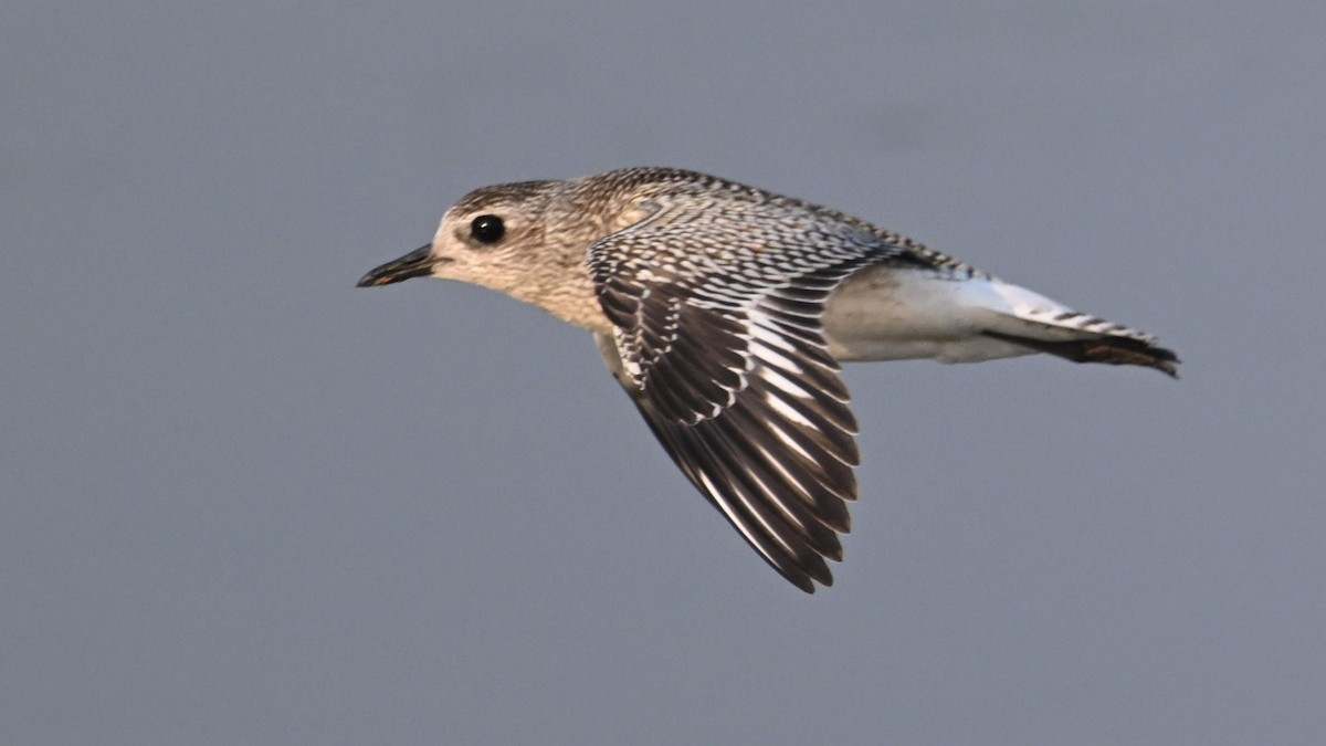 Pluvier argenté - ML644744916