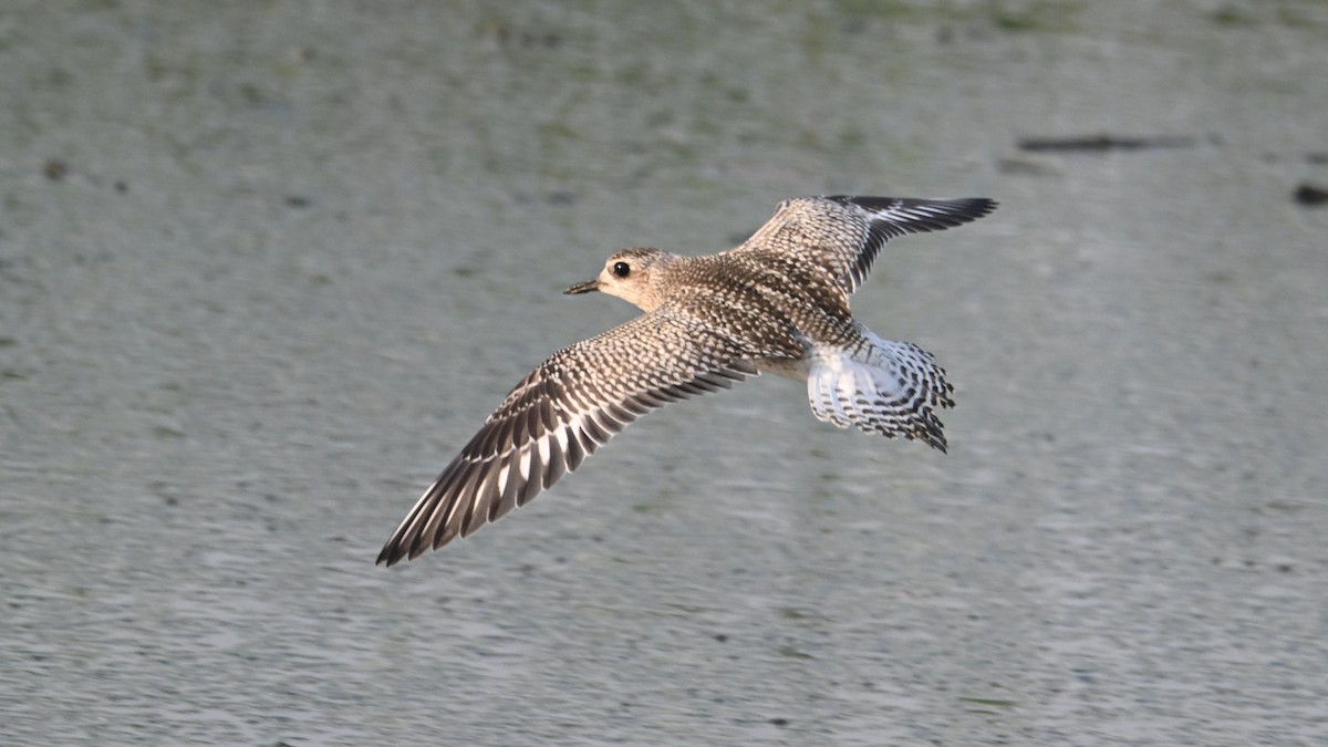 Pluvier argenté - ML644744917