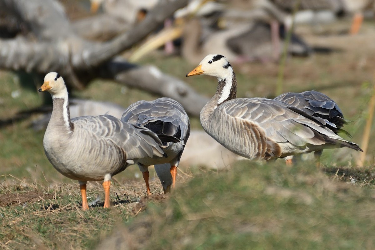 Oie à tête barrée - ML644744918