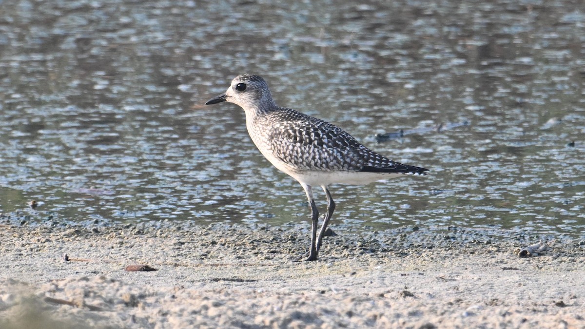 Pluvier argenté - ML644744919