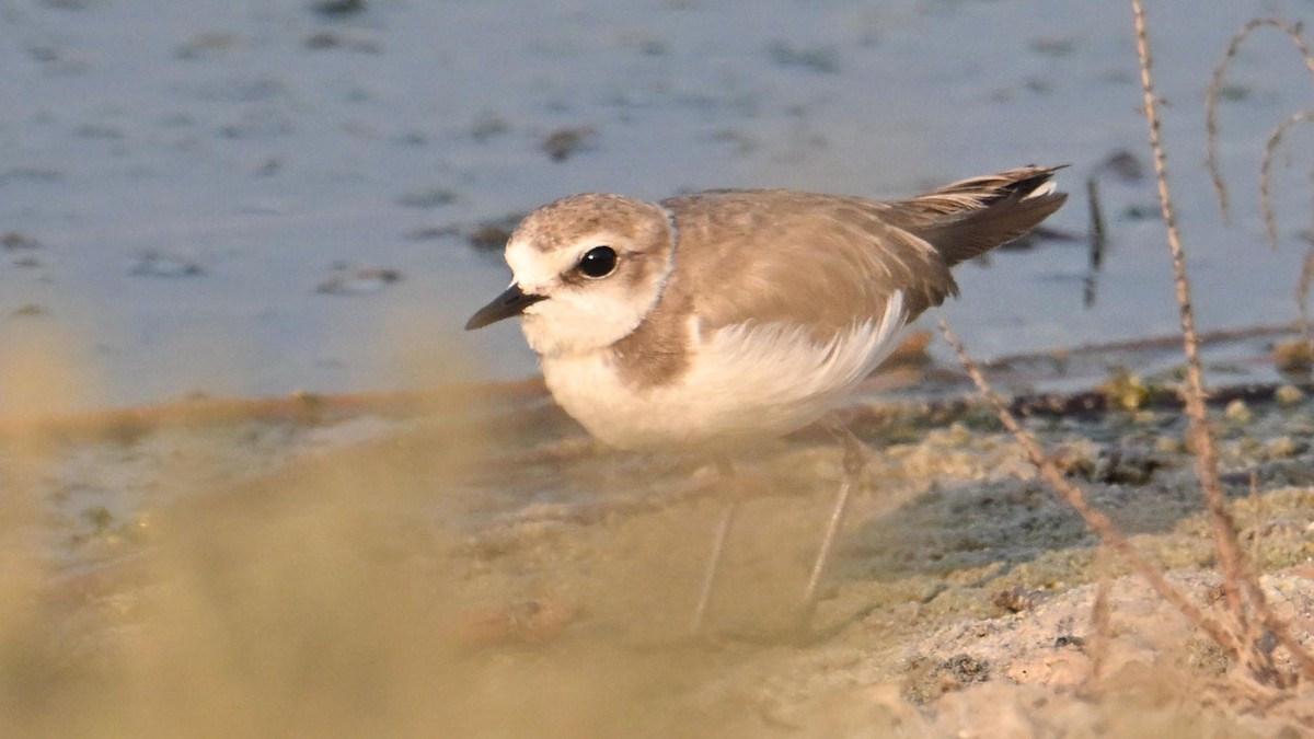 Pluvier à collier interrompu (alexandrinus/nihonensis) - ML644744920
