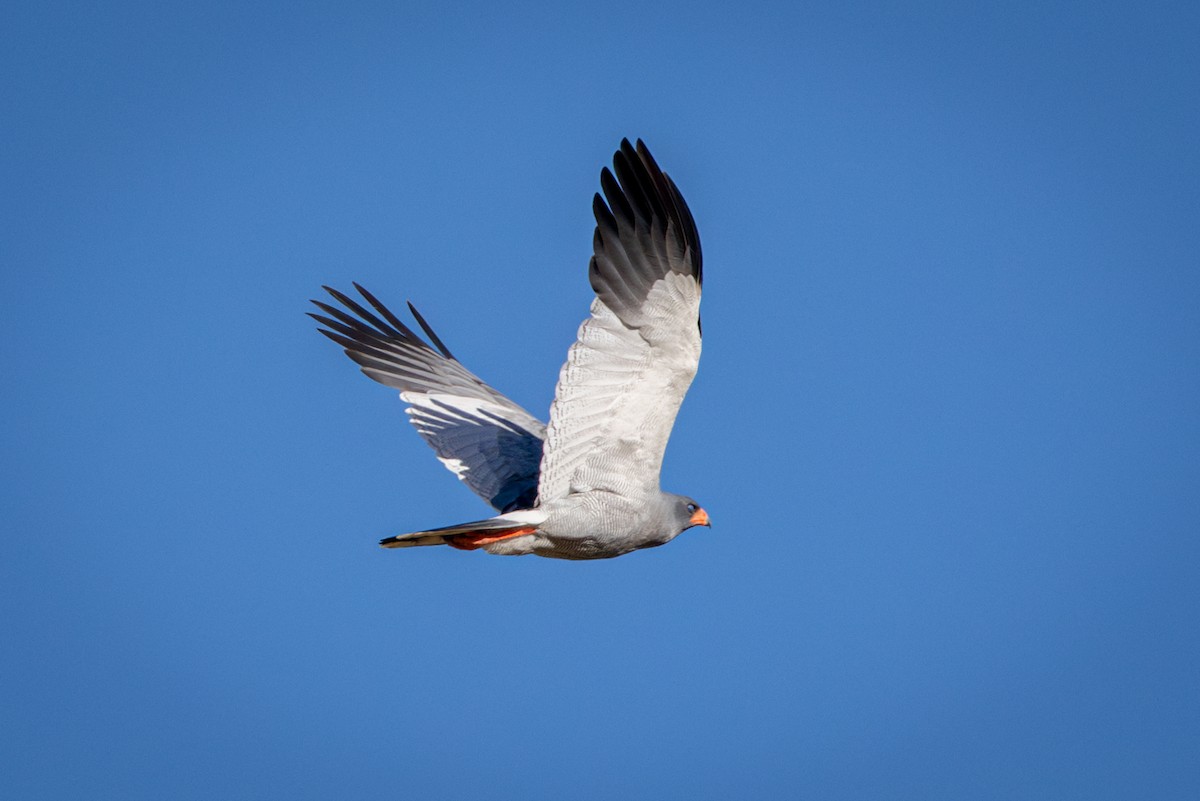 Autour chanteur - ML644744922