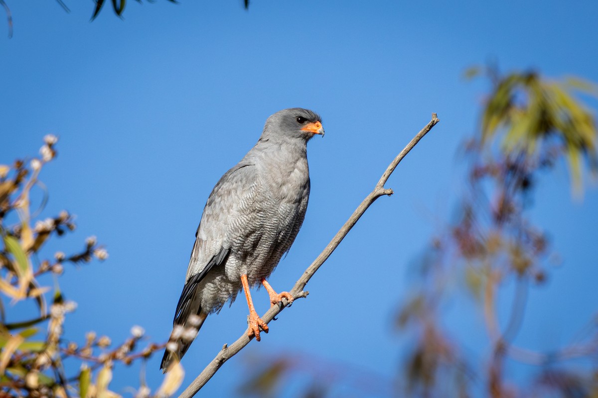 Autour chanteur - ML644744923