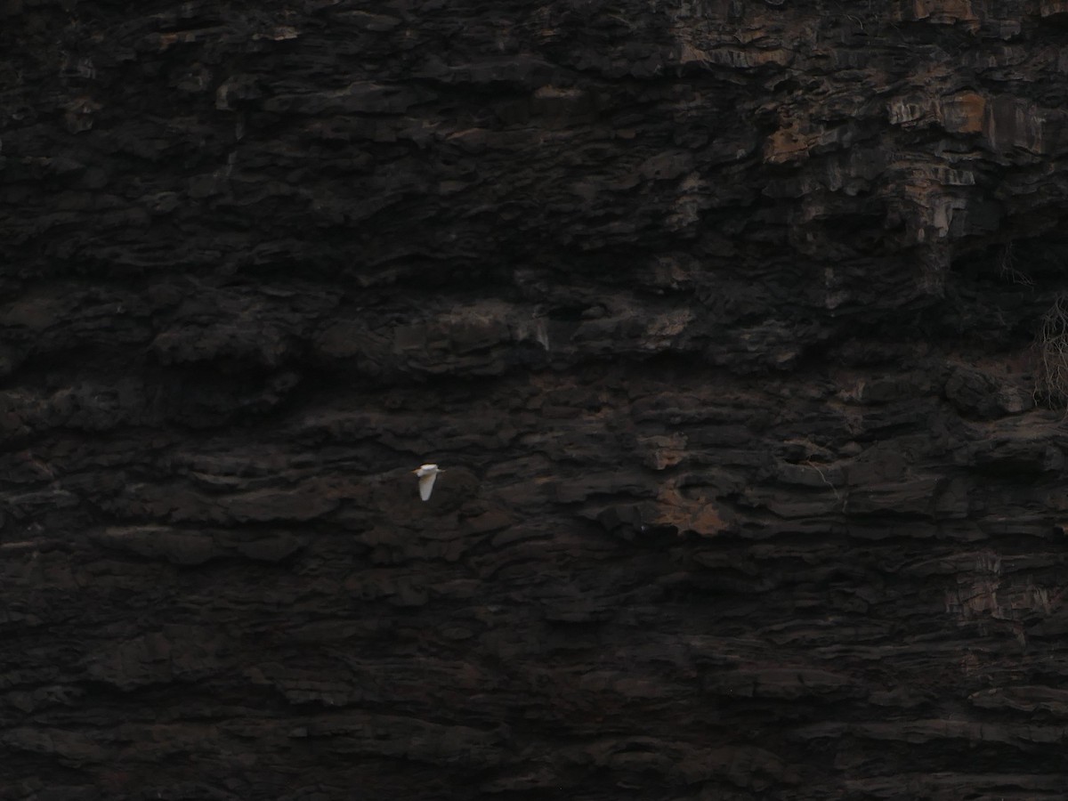 Héron garde-boeufs - ML644744924