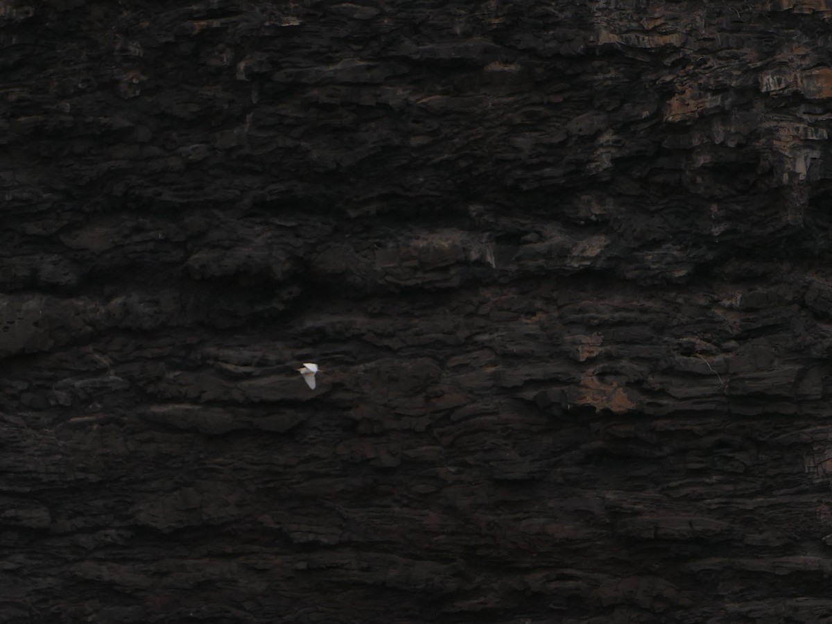 Héron garde-boeufs - ML644744925