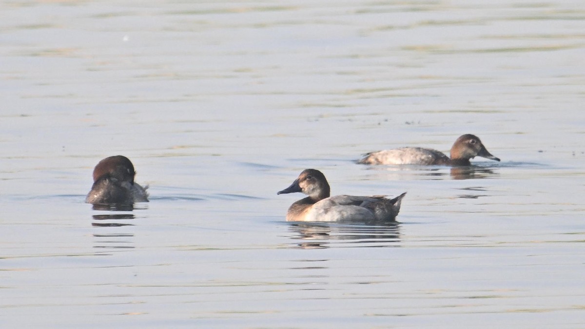 Fuligule milouin - ML644744926