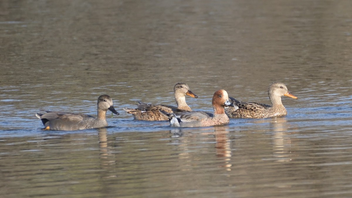 Canard chipeau - ML644744927