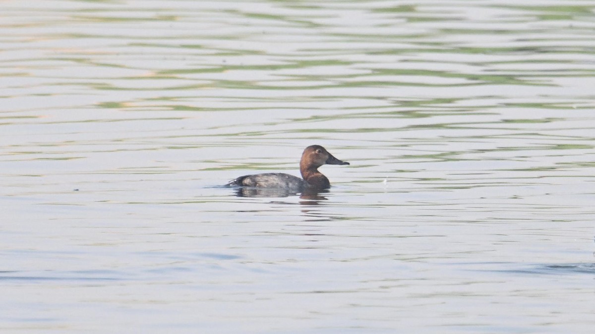 Fuligule milouin - ML644744928