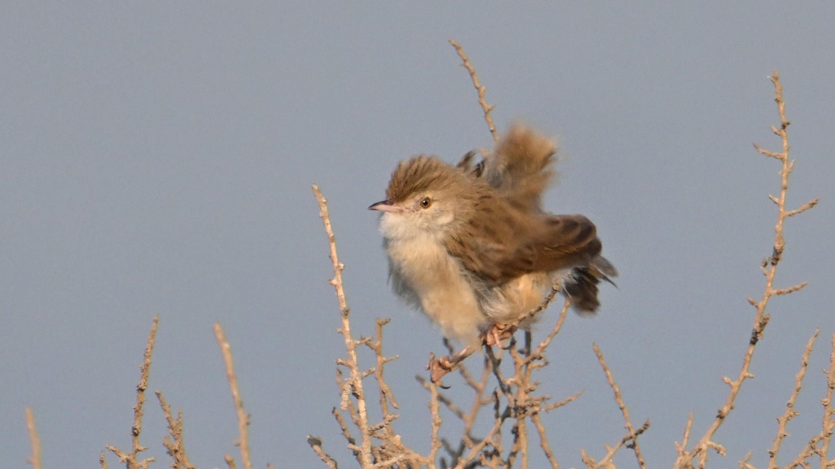 Prinia délicate - ML644744929