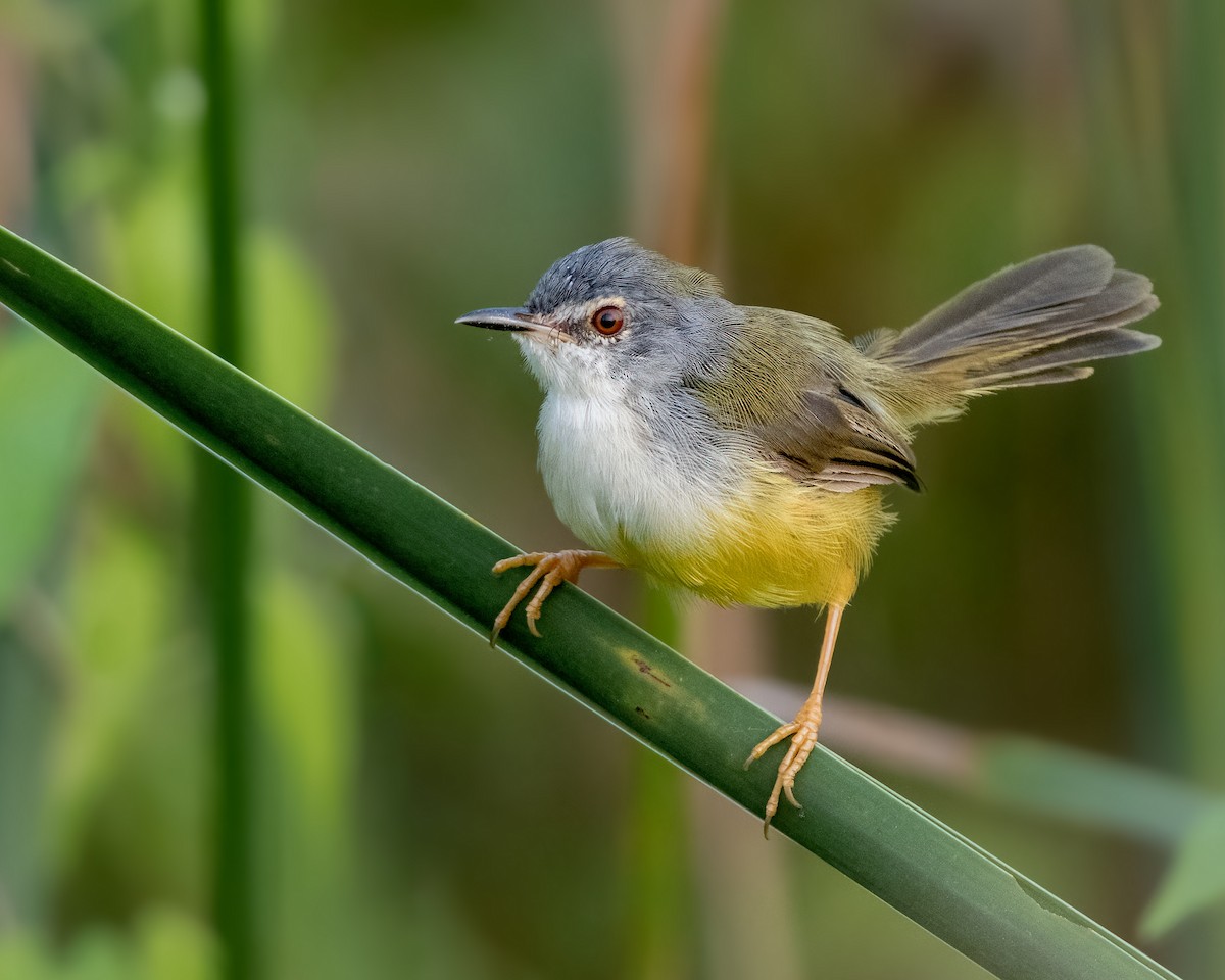 Prinia à ventre jaune - ML644744930