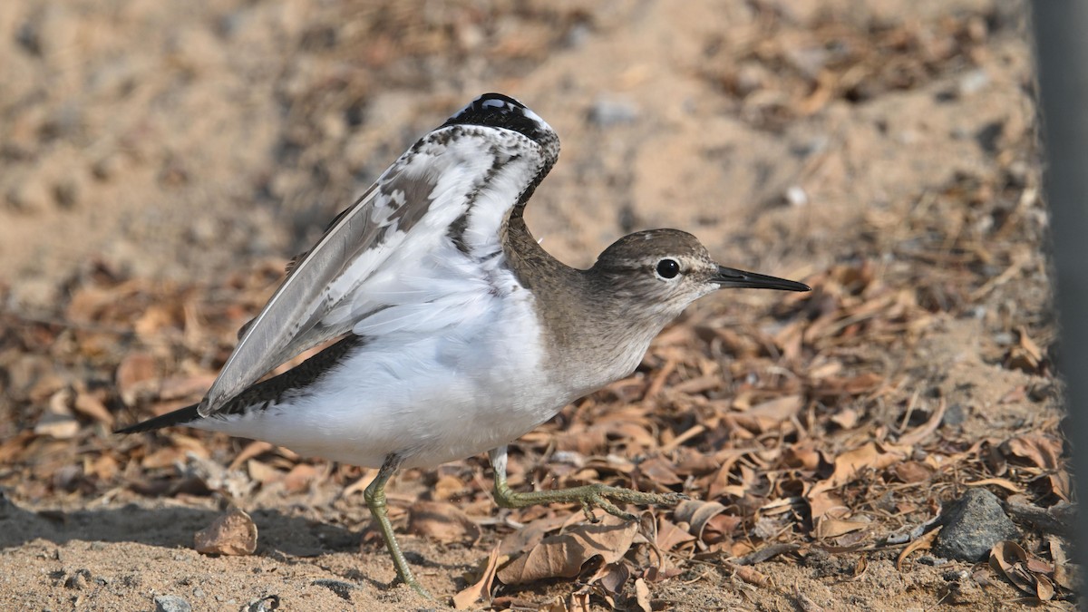 Chevalier guignette - ML644744932