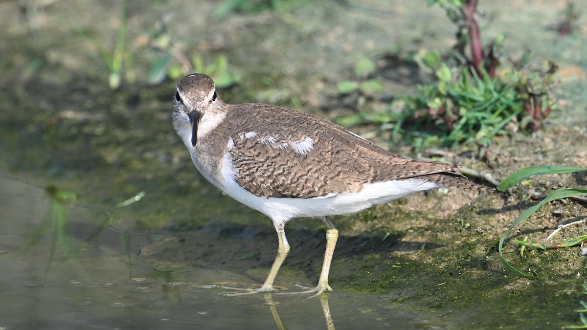 Chevalier guignette - ML644744933