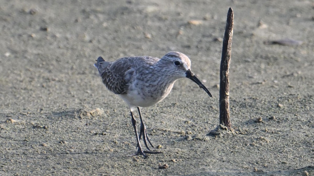 Bécasseau cocorli - ML644744934