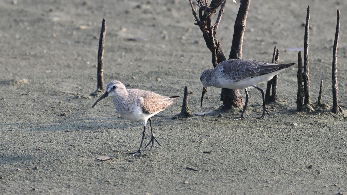 Bécasseau cocorli - ML644744935